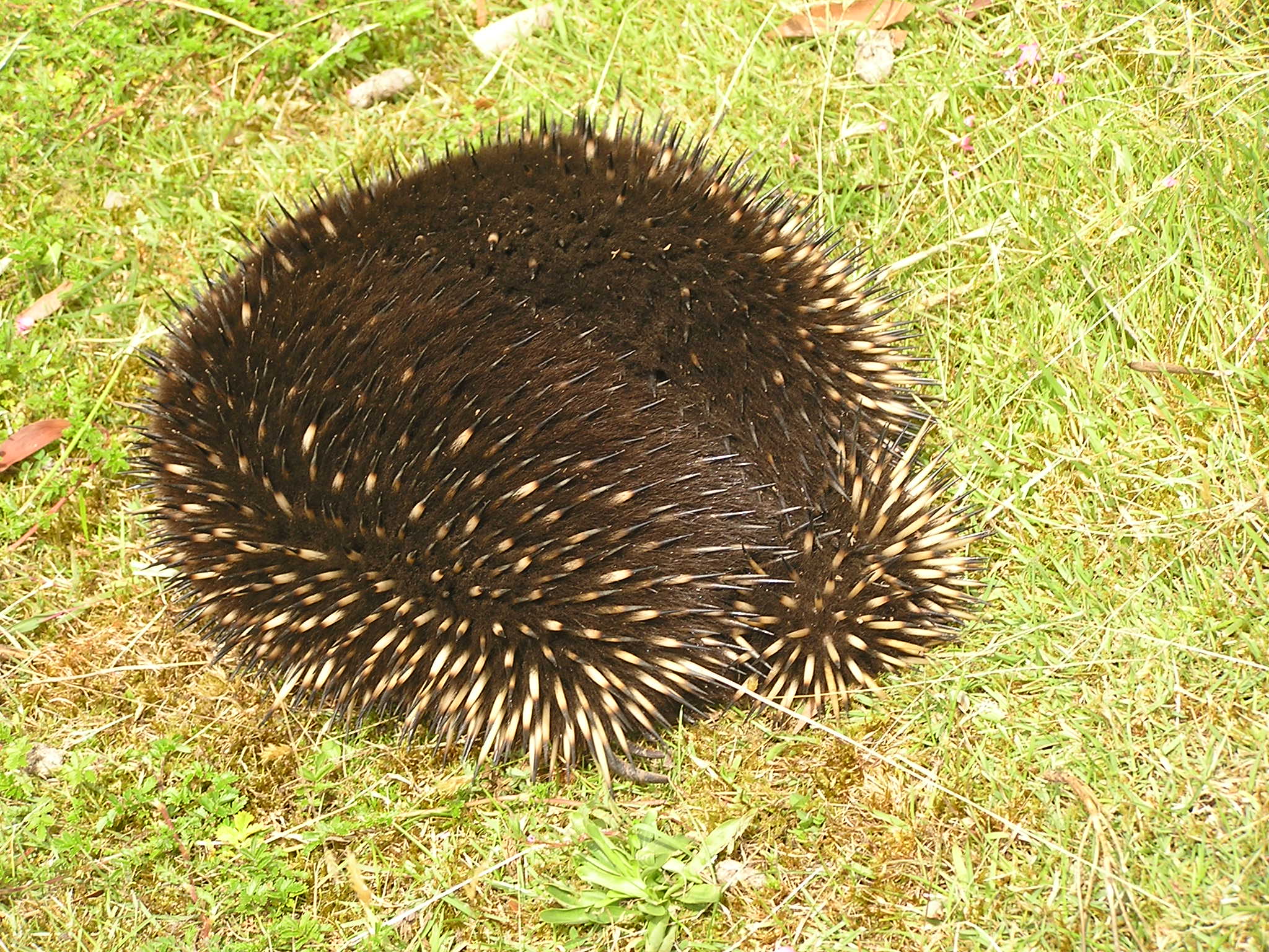 Echidna