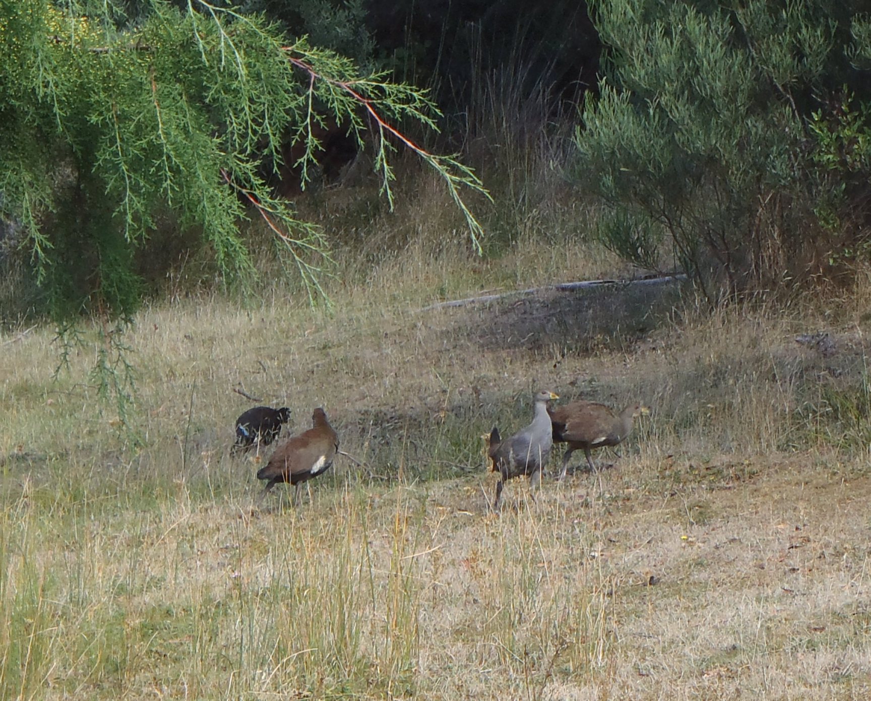 Native Hens