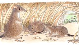 bandicoot nest