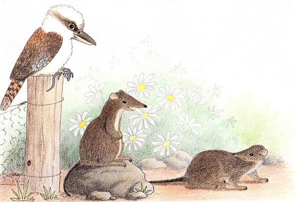 children's bandicoot books by Quenda books