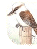 kookaburra
